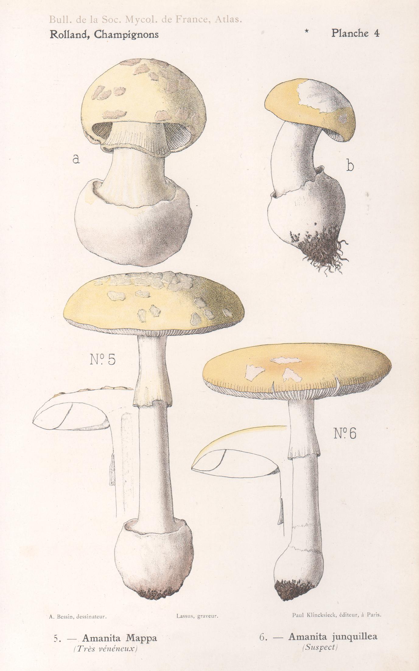 Französische antike Pilz-Chromolithographie von Champignons, 1910