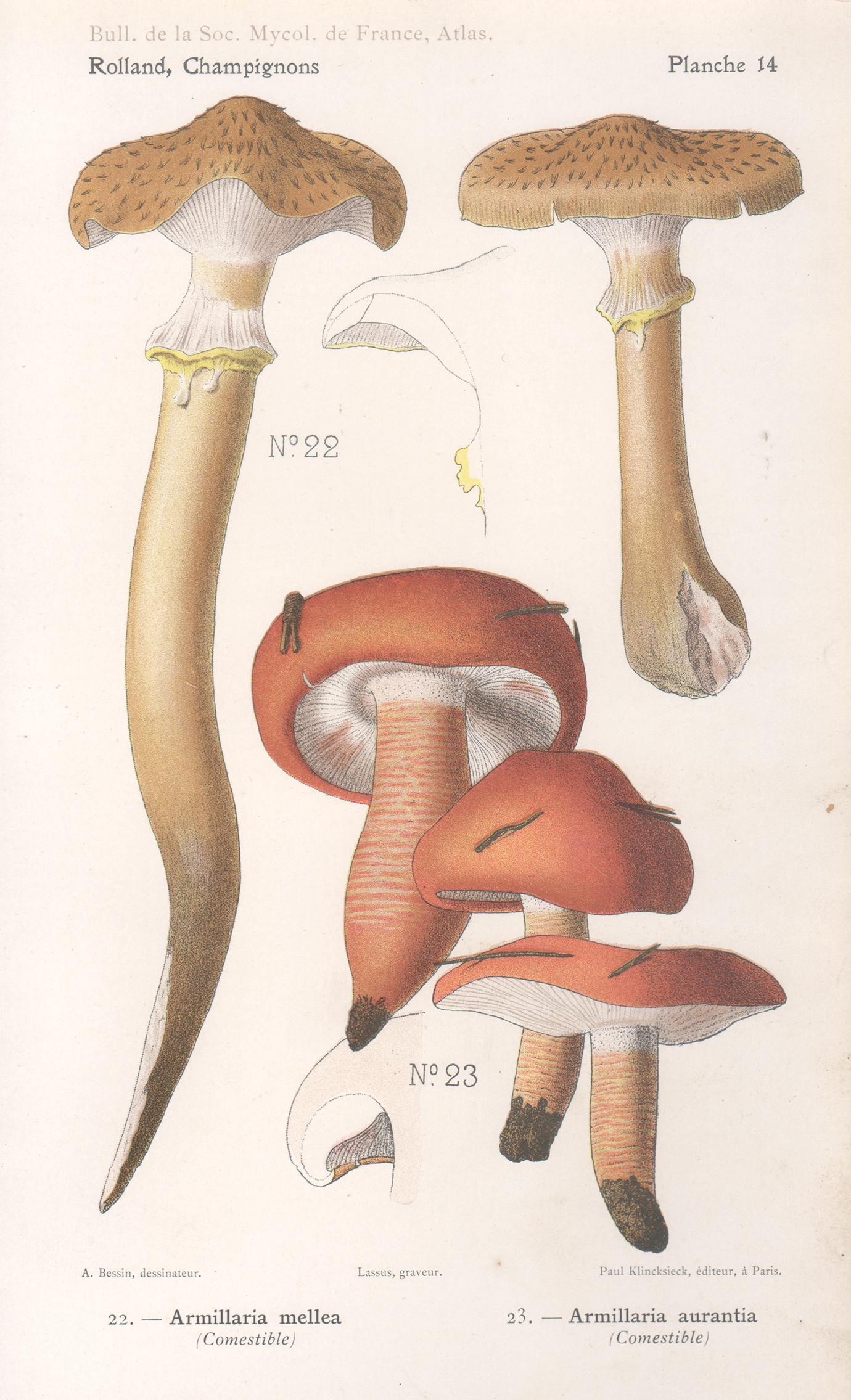 Champignons, cromolitografía francesa antigua de champiñones, 1910