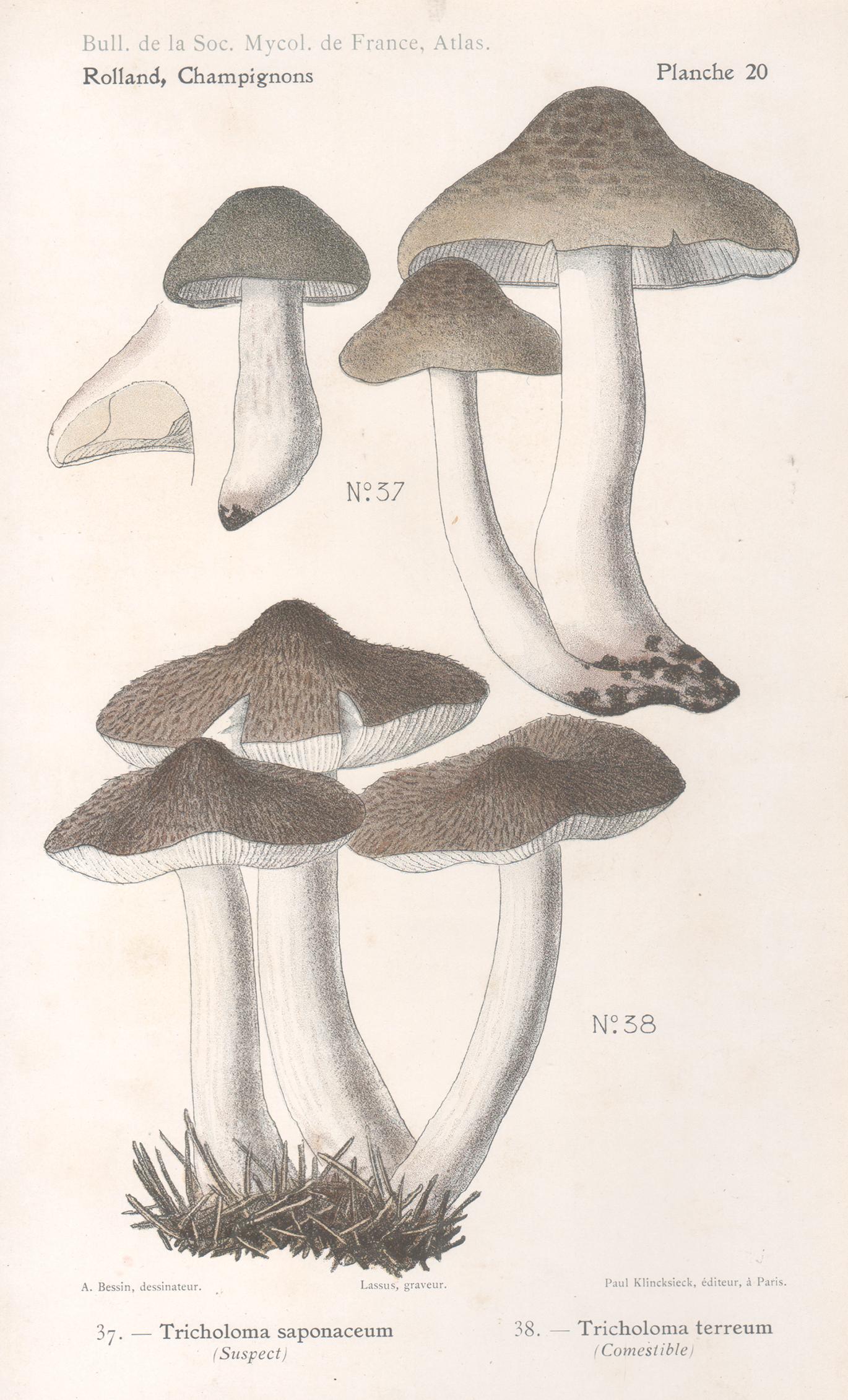 Champignons, French antique mushroom chromolithograph, 1910