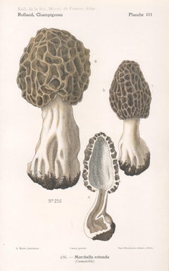 Champignons, cromolitografía francesa antigua de champiñones, 1910