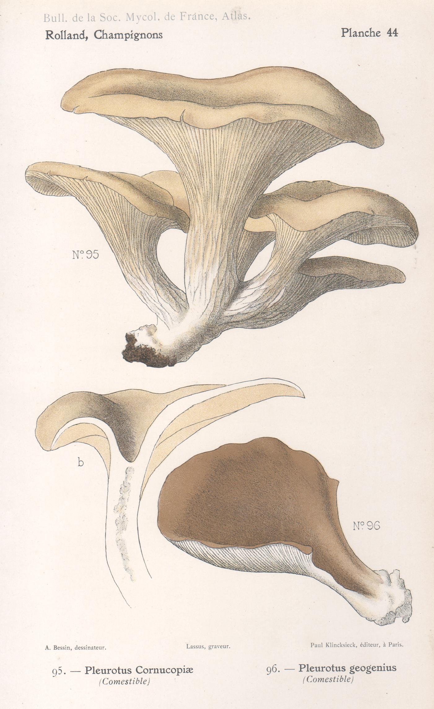 Champignons, French antique mushroom chromolithograph, 1910