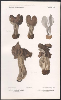 Champignons, French antique mushroom fungi chromolithograph, 1910