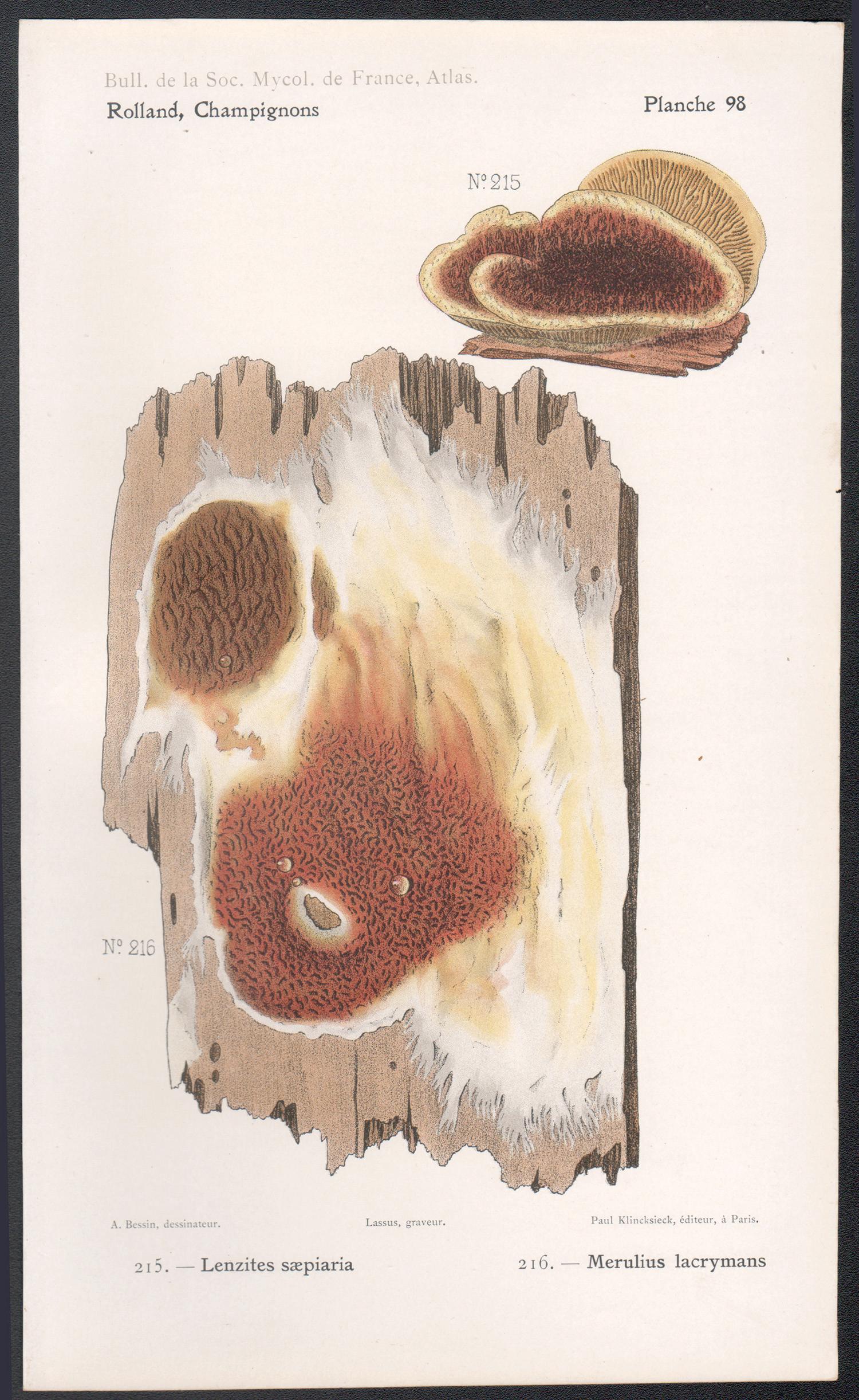 Champignons, chromolithographie française ancienne de champignons champignons, 1910 - Print de Lassus after Aimé Bessin