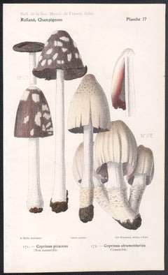 Champignons, cromolitografia francese di funghi antichi, 1910