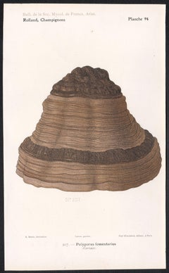 Champignons, French antique mushroom fungi chromolithograph, 1910