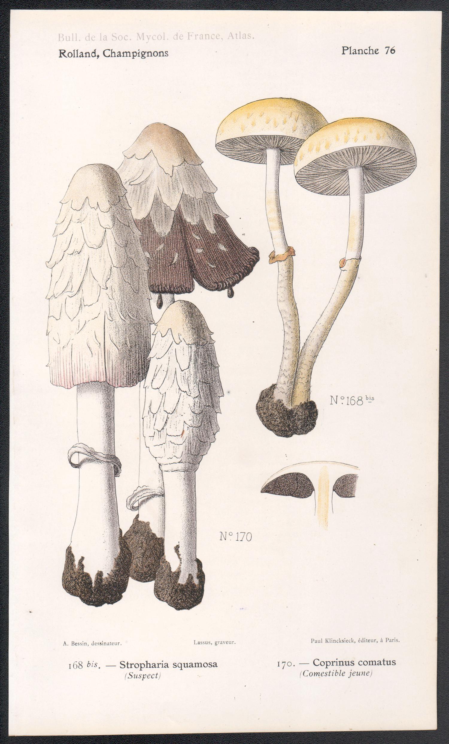 Champignons, Französische chromolithographie antiker Pilz fungi, 1910 – Print von Lassus after Aimé Bessin