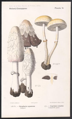 Champignons, cromolitografia francese di funghi antichi, 1910