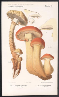 Champignons, Französische chromolithographie antiker Pilz fungi, 1910