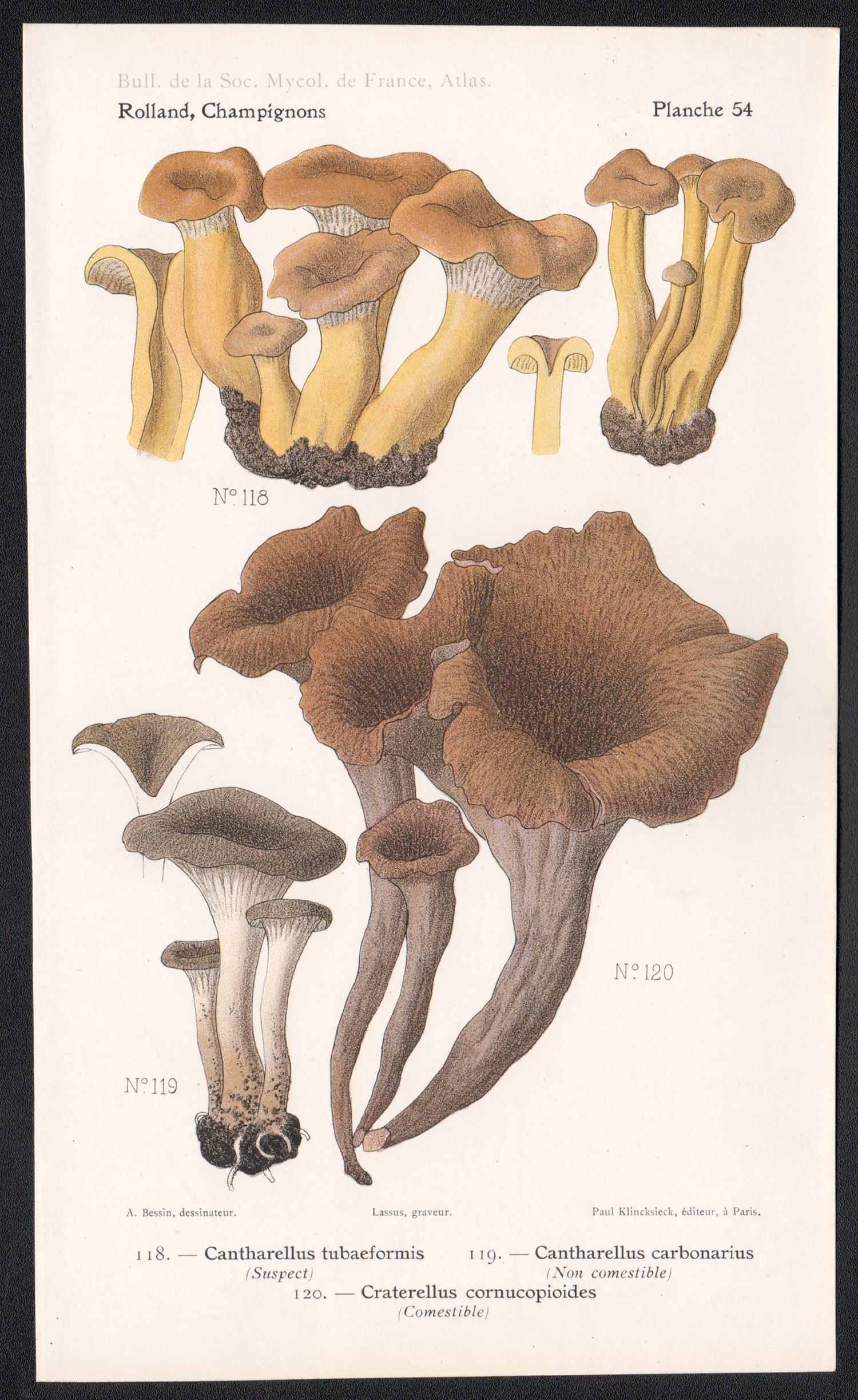 Champignons, French antique mushroom fungi chromolithograph, 1910 - Print by Lassus after Aimé Bessin