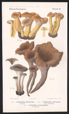 Champignons, cromolitografia francese di funghi antichi, 1910