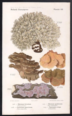 Champignons, cromolitografia francese di funghi antichi, 1910