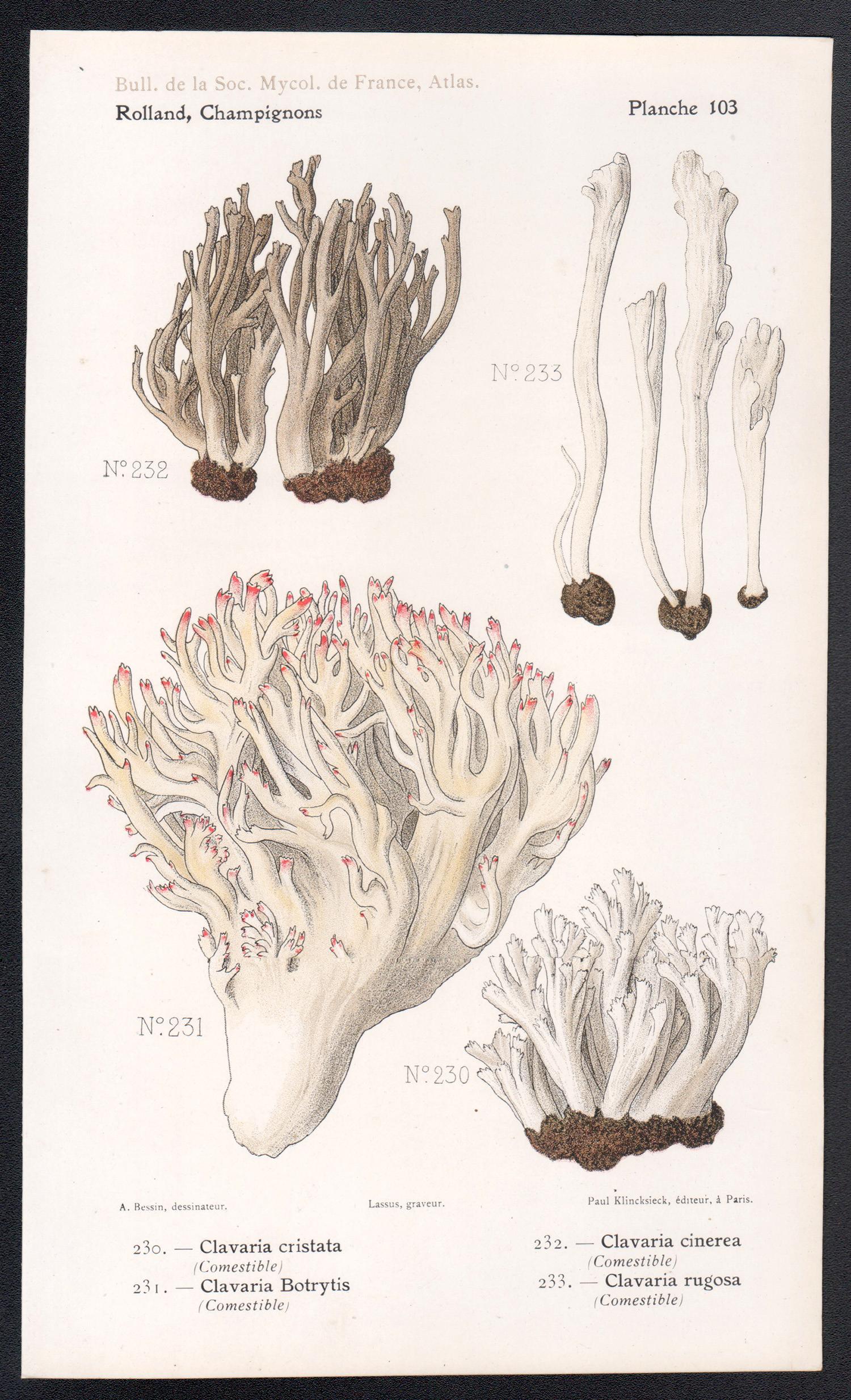 Champignons, French antique mushroom fungi chromolithograph, 1910 - Print by Lassus after Aimé Bessin