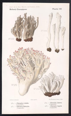 Champignons, cromolitografia francese di funghi antichi, 1910