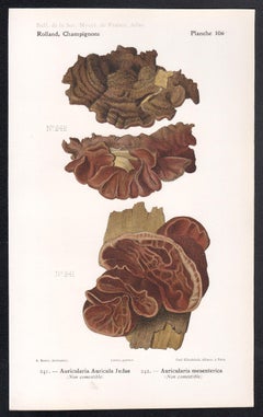 Champignons, cromolitografia francese di funghi antichi, 1910