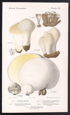 Champignons, cromolitografia francese di funghi antichi, 1910