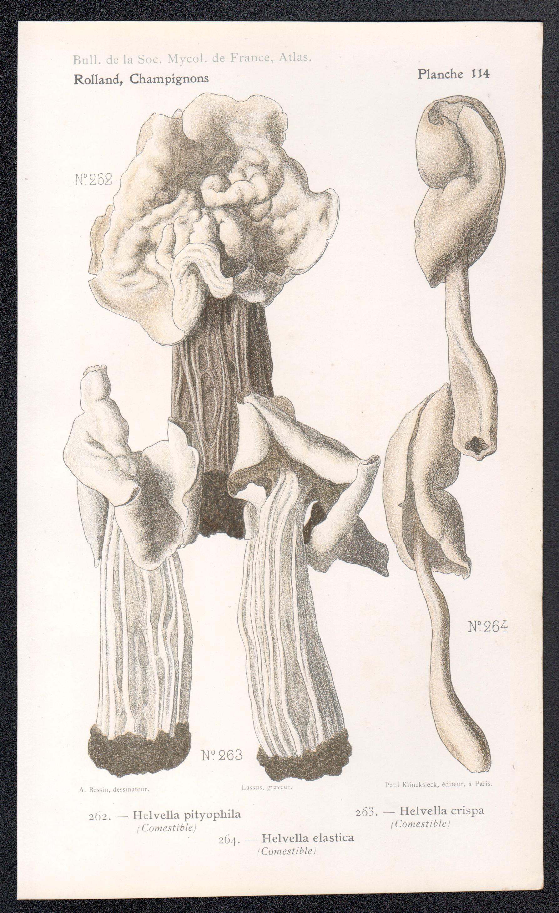 Champignons, cromolitografía francesa antigua de hongos, 1910 - Print de Lassus after Aimé Bessin