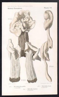 Champignons, Französische chromolithographie antiker Pilz fungi, 1910