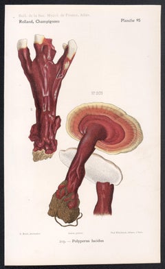 Champignons, cromolitografia francese di funghi antichi, 1910