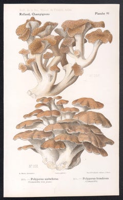 Champignons, Französische chromolithographie antiker Pilz fungi, 1910