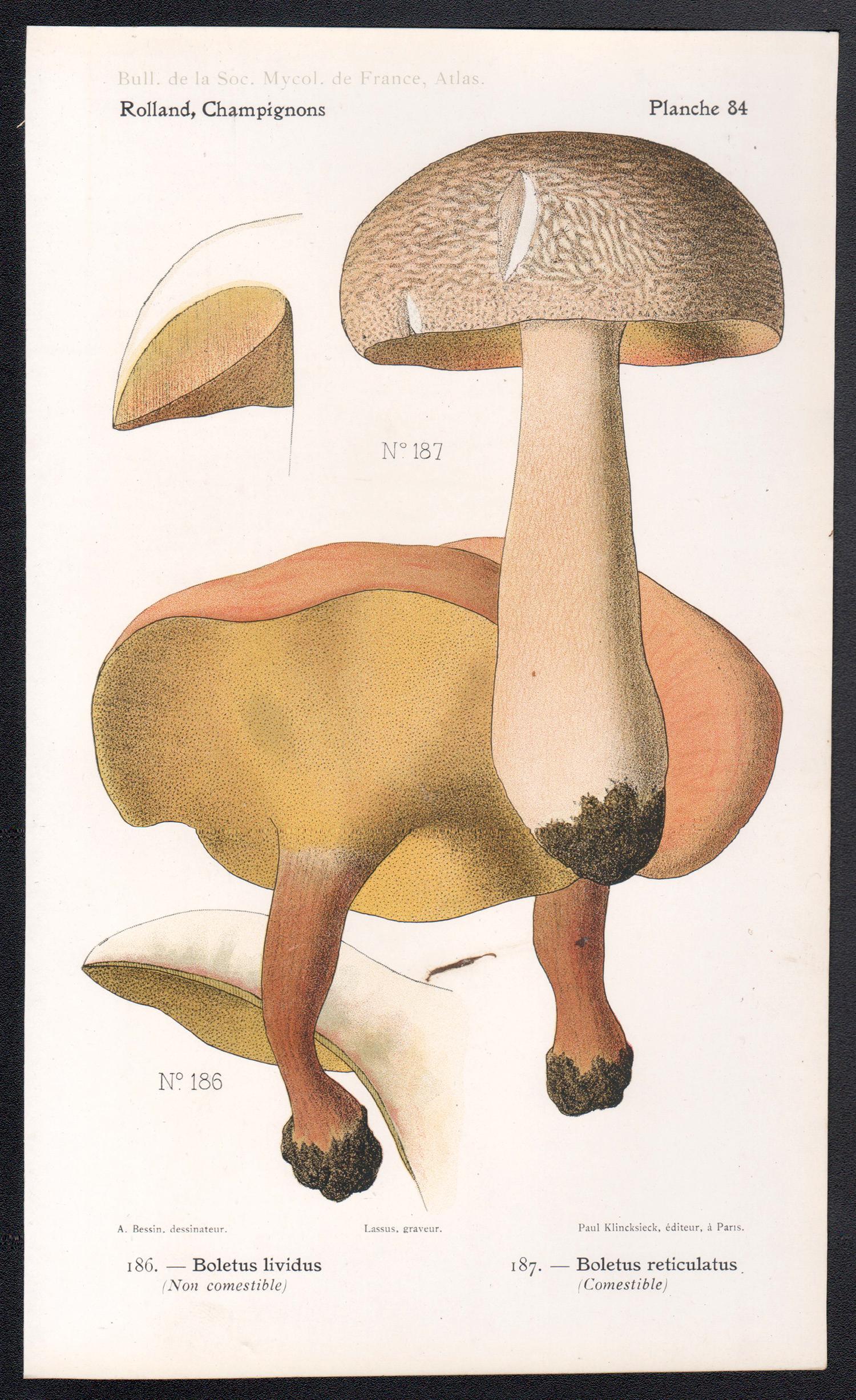 Champignons, Französische chromolithographie antiker Pilz fungi, 1910 – Print von Lassus after Aimé Bessin