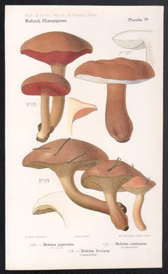 Champignons, Französische chromolithographie antiker Pilz fungi, 1910