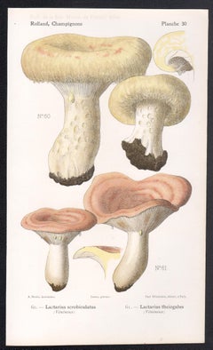 Champignons, chromolithographie française ancienne de champignons champignons, 1910