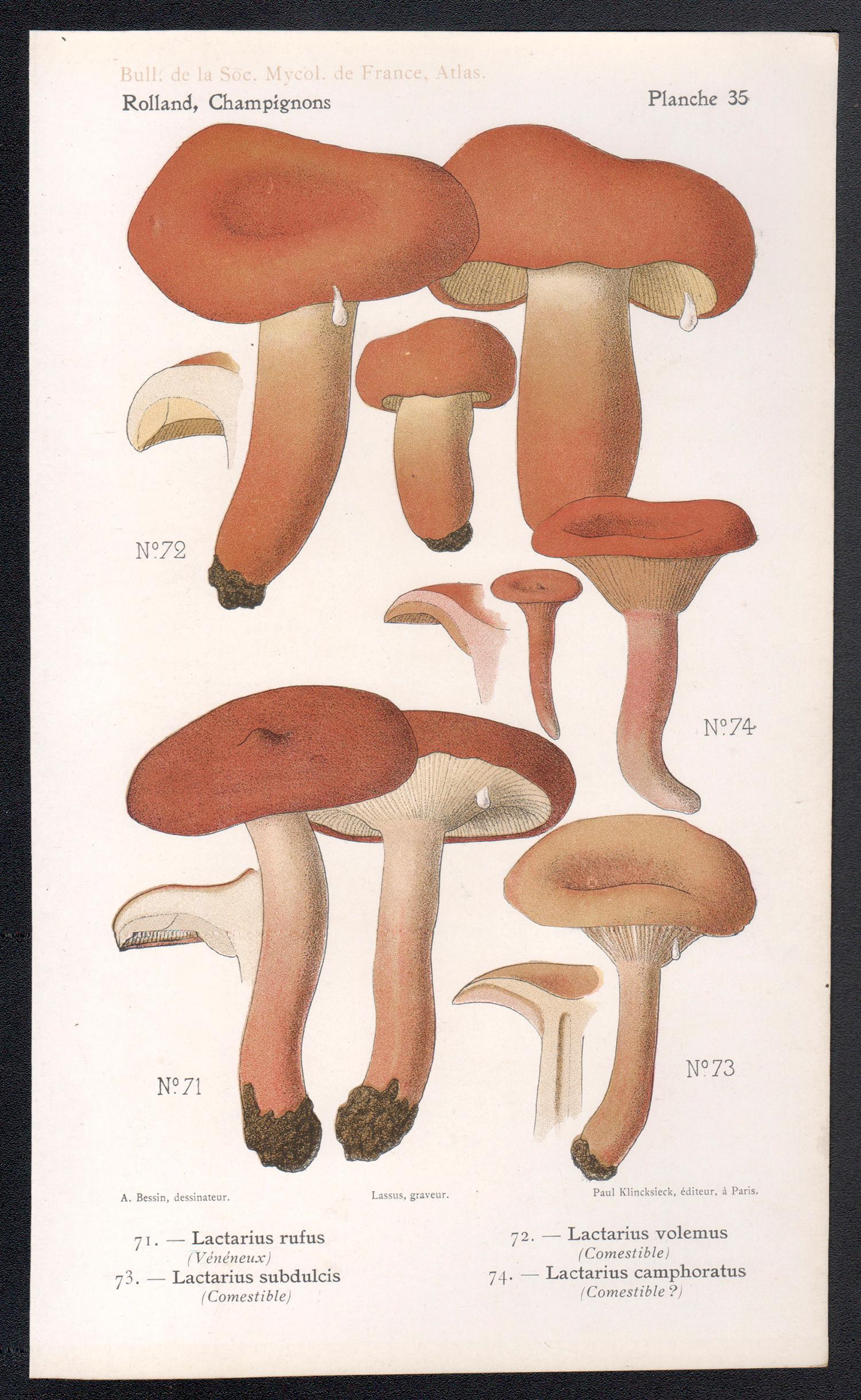 Champignons, chromolithographie française ancienne de champignons champignons, 1910 - Print de Lassus after Aimé Bessin