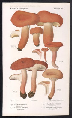 Champignons, Französische chromolithographie antiker Pilz fungi, 1910