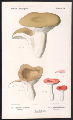 Champignons, cromolitografia francese di funghi antichi, 1910