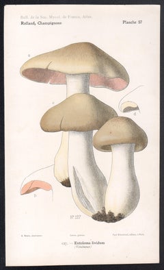 Champignons, French antique mushroom fungi chromolithograph, 1910