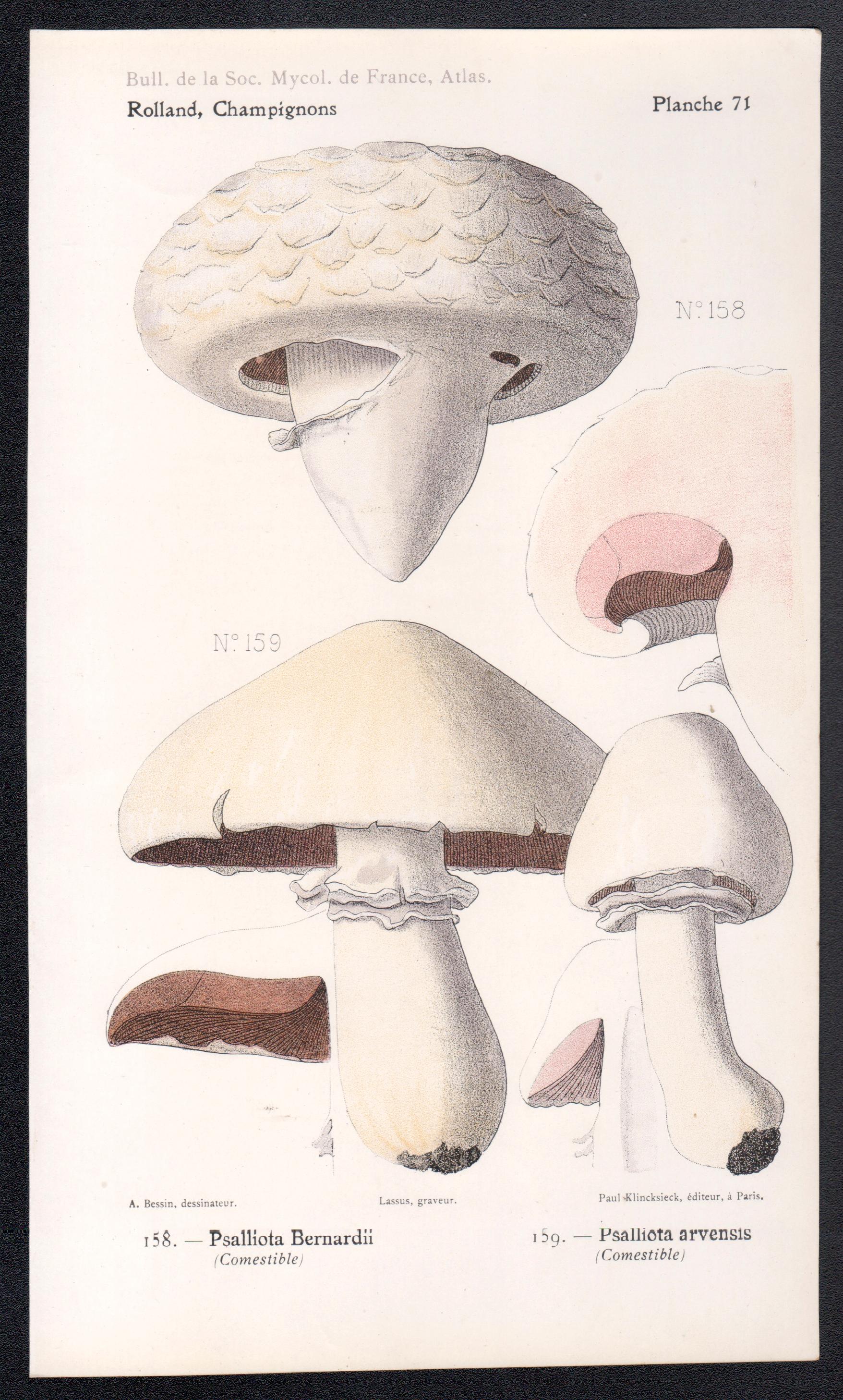 Champignons, French antique mushroom fungi chromolithograph, 1910 - Print by Lassus after Aimé Bessin