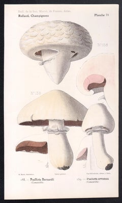 Champignons, French antique mushroom fungi chromolithograph, 1910