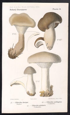 Champignons, French antique mushroom fungi chromolithograph, 1910