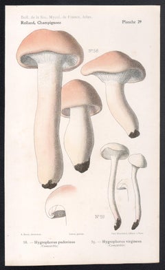 Champignons, chromolithographie française ancienne de champignons champignons, 1910