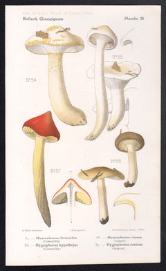 Champignons, French antique mushroom fungi chromolithograph, 1910