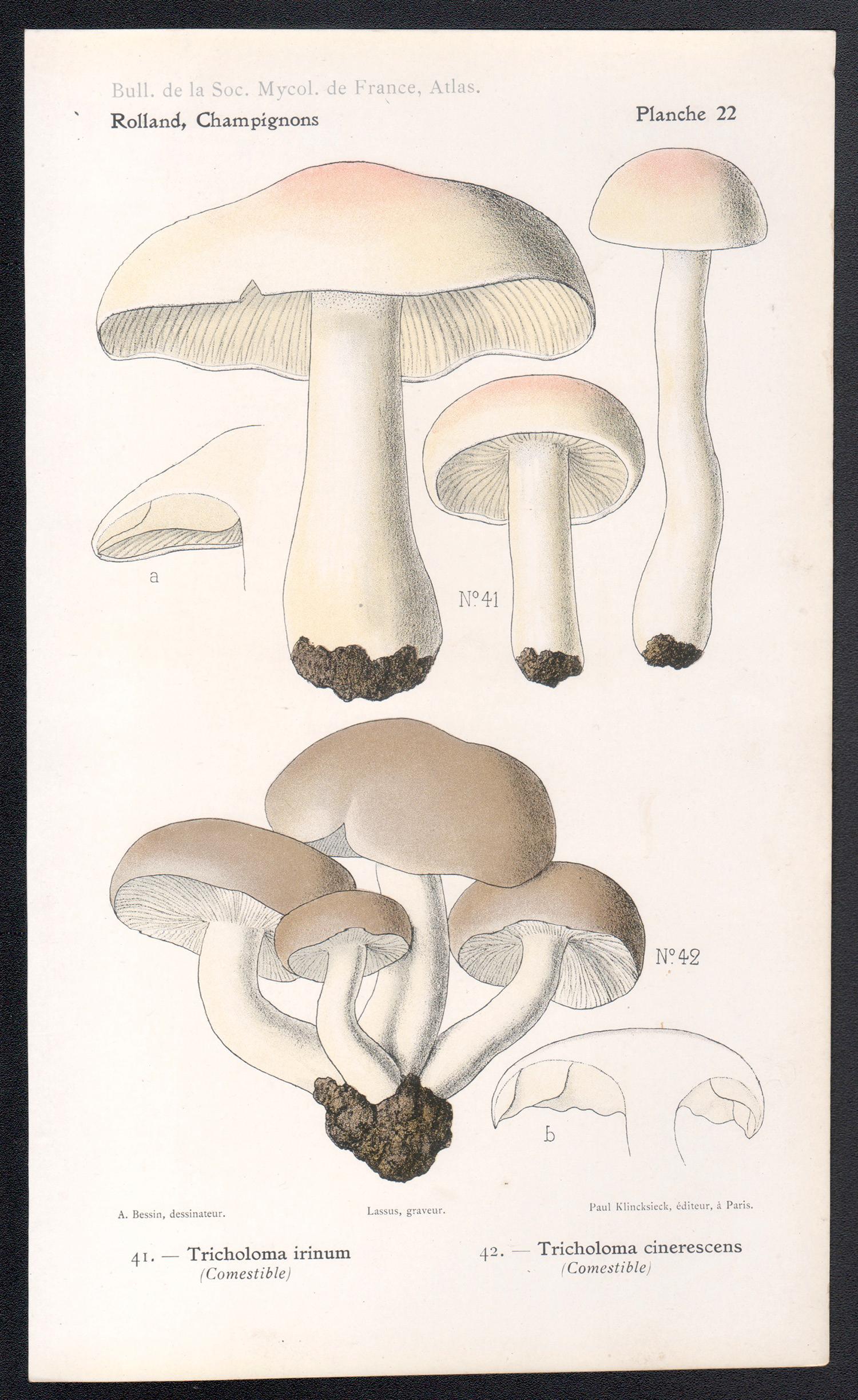 Champignons, French antique mushroom fungi chromolithograph, 1910 - Print by Lassus after Aimé Bessin