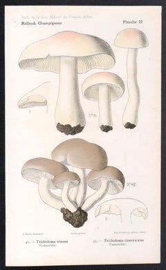 Champignons, French antique mushroom fungi chromolithograph, 1910