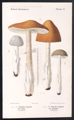Champignons, French antique mushroom fungi chromolithograph, 1910