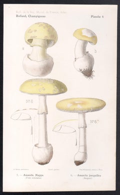 Champignons, cromolitografía francesa antigua de hongos, 1910