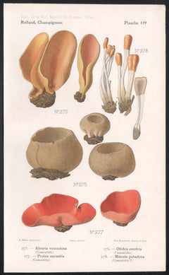 Champignons, French antique mushroom fungi chromolithograph, 1910