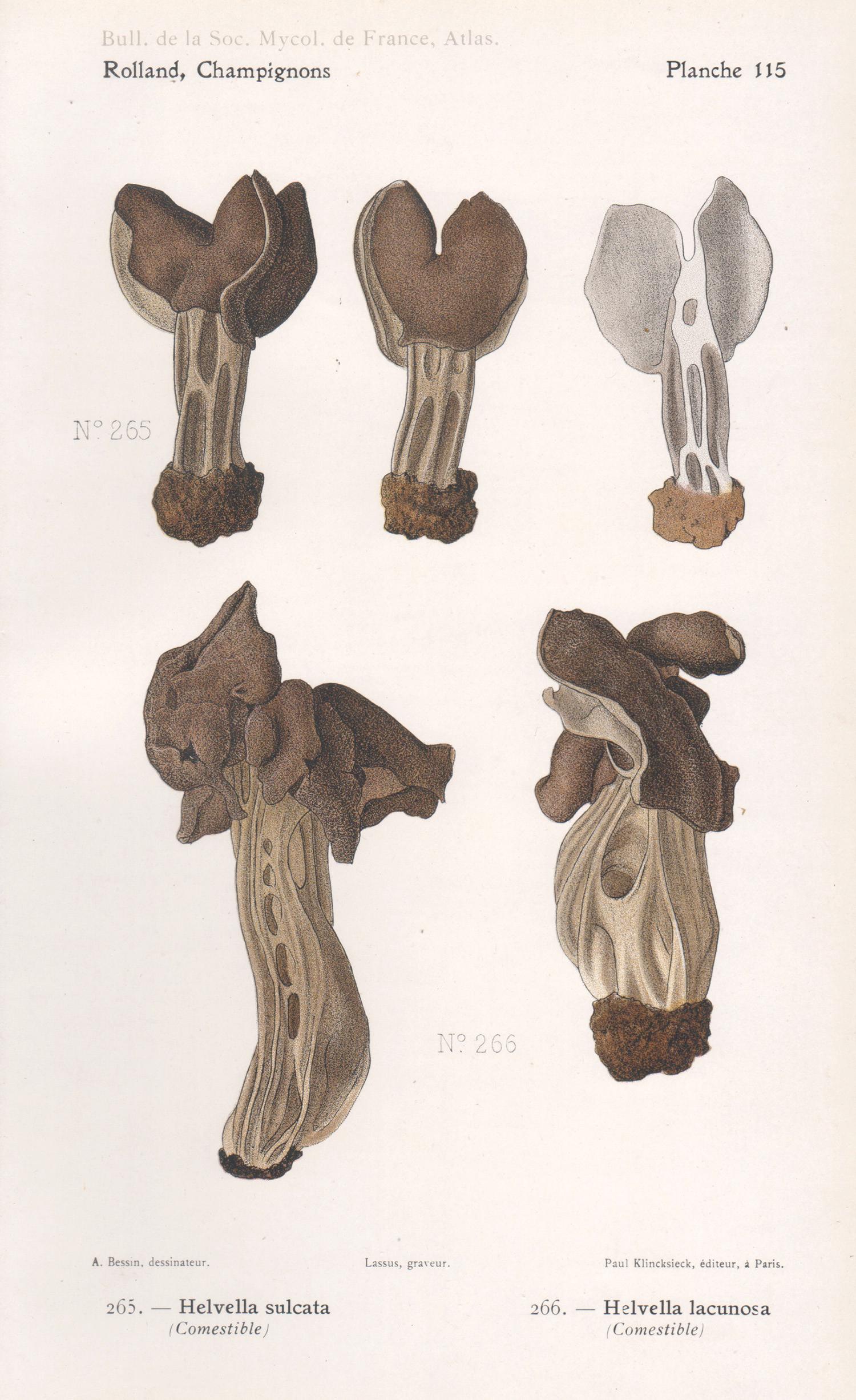 Lassus after Aimé Bessin Still-Life Print – Champignons, Französische chromolithographie antiker Pilz fungi, 1910