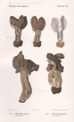 Champignons, French antique mushroom fungi chromolithograph, 1910