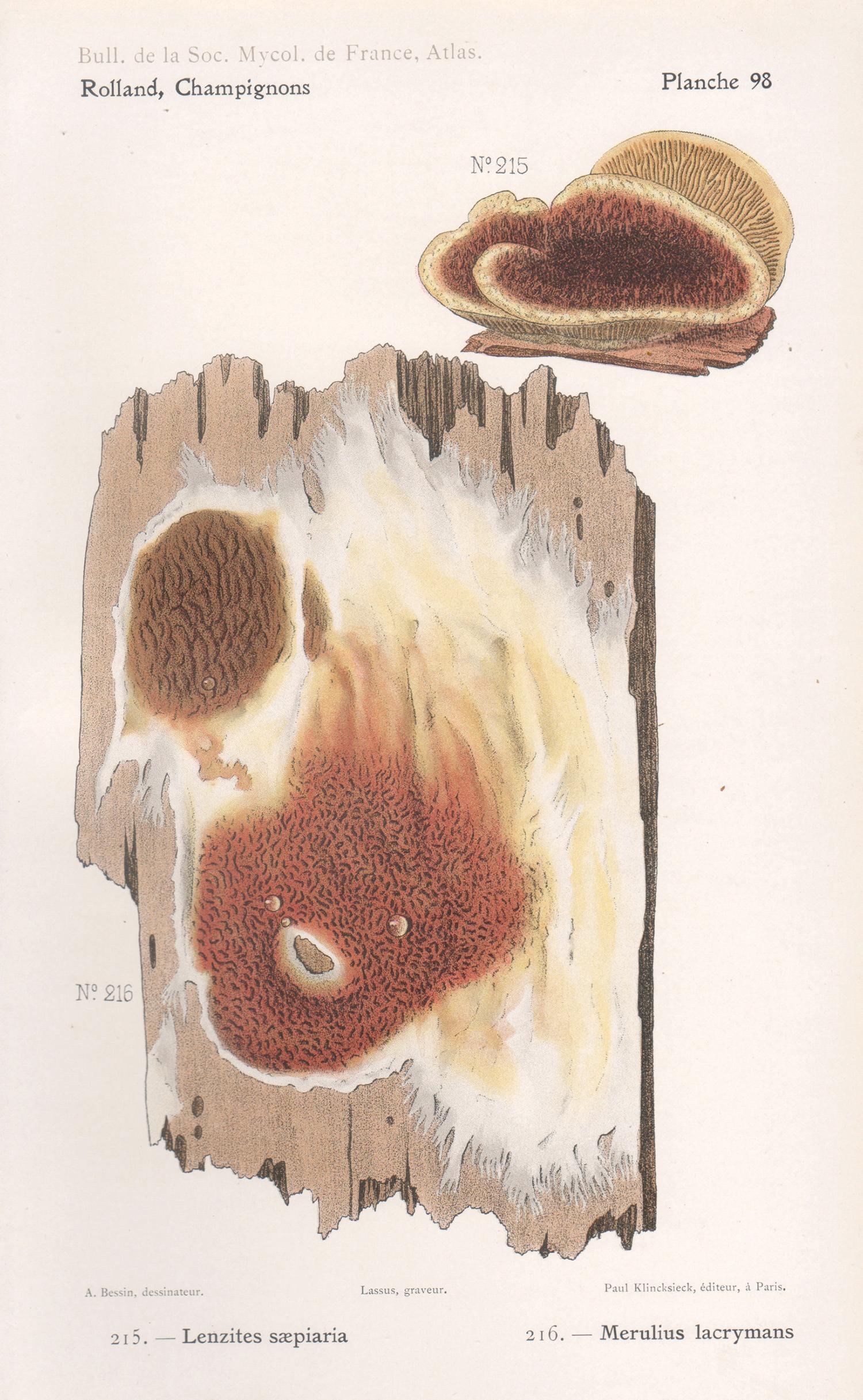 Lassus after Aimé Bessin Print - Champignons, French antique mushroom fungi chromolithograph, 1910