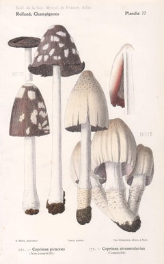 Champignons, French antique mushroom fungi chromolithograph, 1910