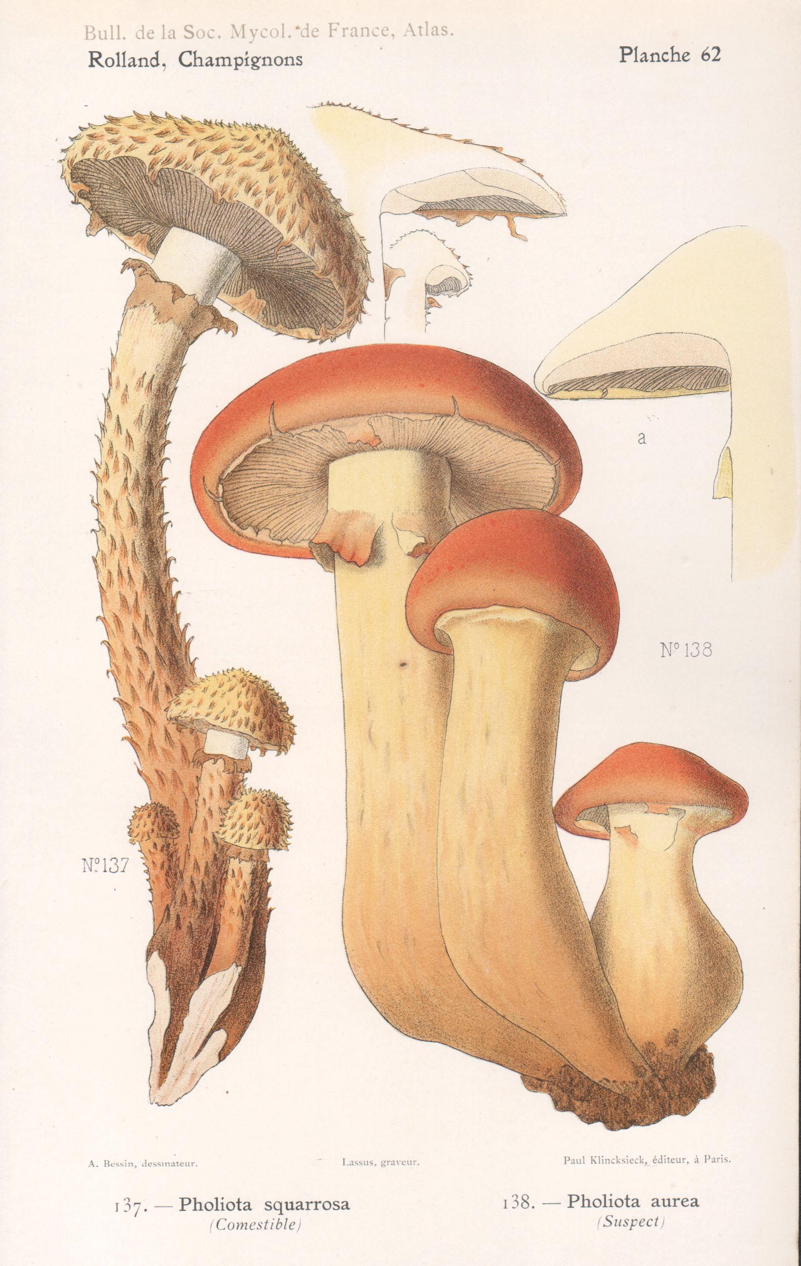 Lassus after Aimé Bessin Still-Life Print - Champignons, French antique mushroom fungi chromolithograph, 1910