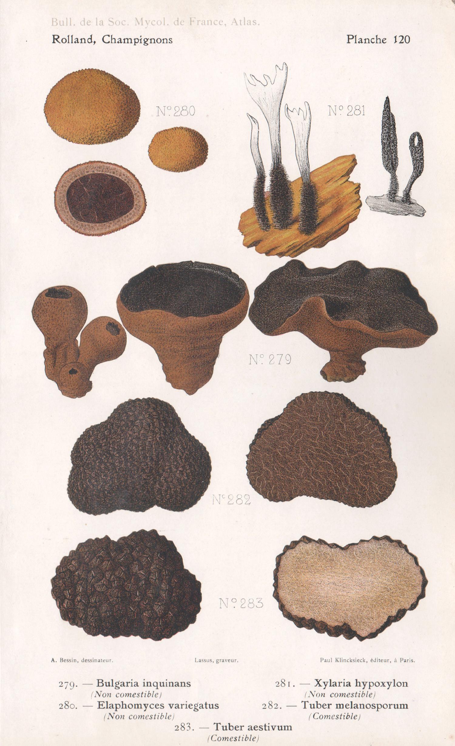Lassus after Aimé Bessin Print – Champignons, Französische chromolithographie antiker Pilz fungi, 1910