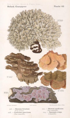 Champignons, French antique mushroom fungi chromolithograph, 1910