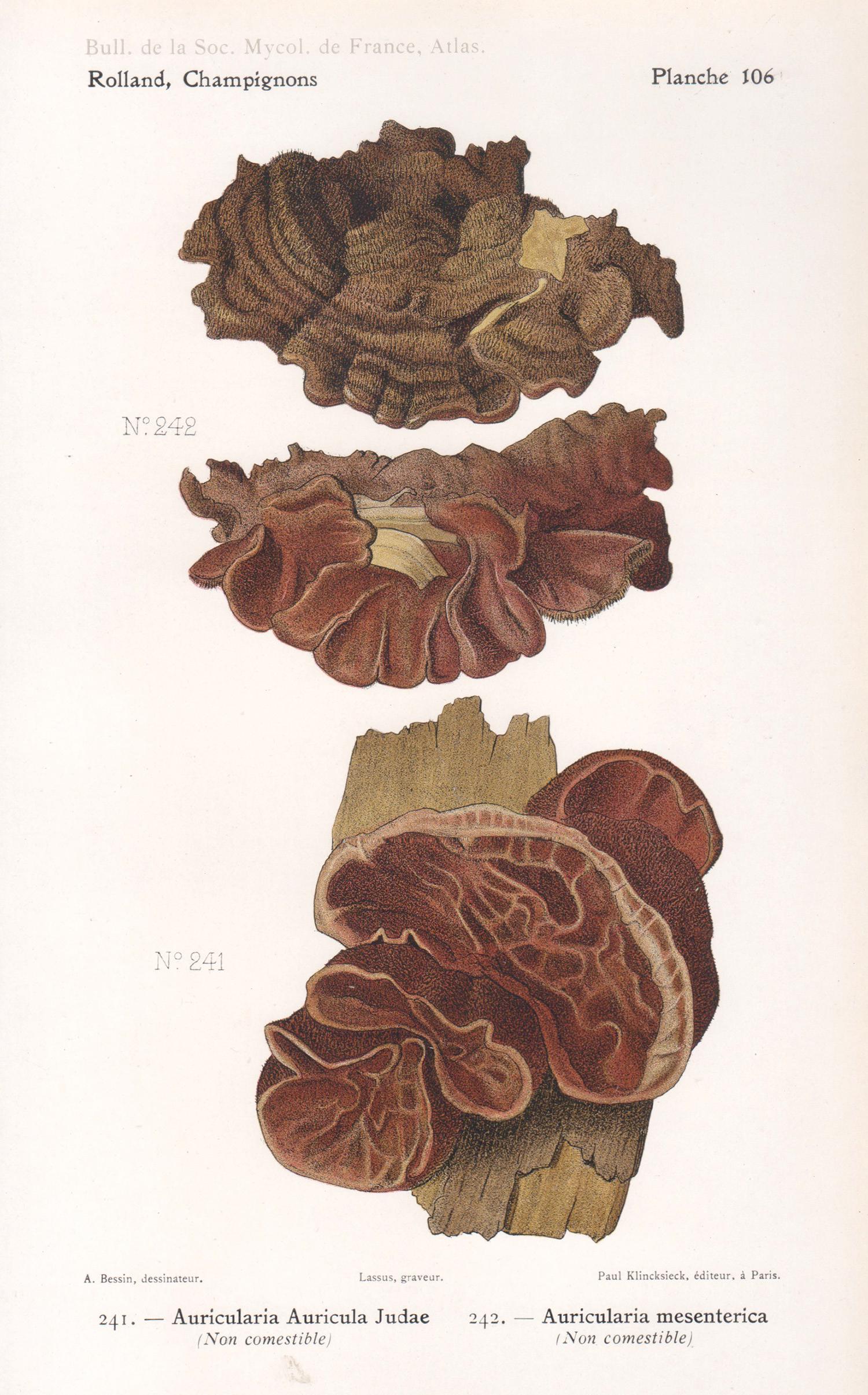 Lassus after Aimé Bessin Still-Life Print - Champignons, French antique mushroom fungi chromolithograph, 1910