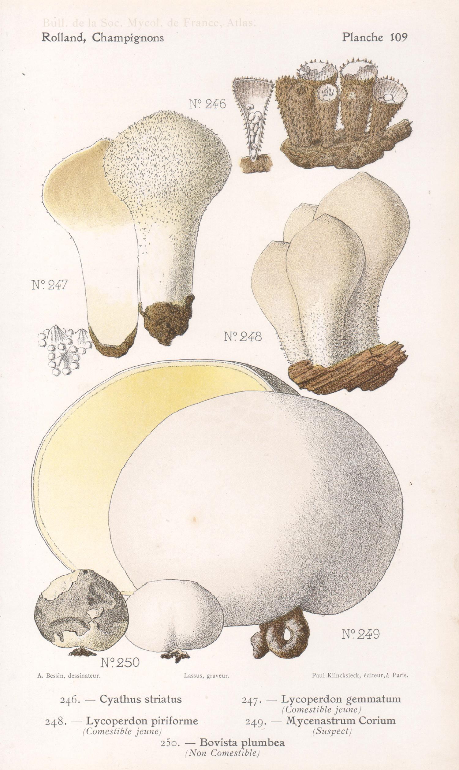 Lassus after Aimé Bessin Print - Champignons, French antique mushroom fungi chromolithograph, 1910