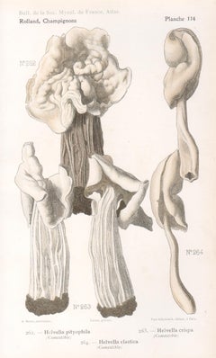 Champignons, French antique mushroom fungi chromolithograph, 1910